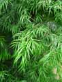 Podocarpaceae-Podocarpus-elongatus-Pin-des-bouddhistes.jpg