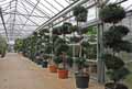 Podocarpaceae-Podocarpus-macrophyllus-Pin-des-bouddhistes.jpg