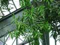 Podocarpus purdieana