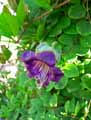 Polemoniaceae-Cobaea-scandens-Cobee-Lierre-du-Mexique.jpg