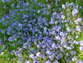 Gilia achilleifolia