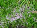 Phlox nivalis