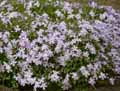 Phlox subulata