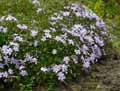 Phlox subulata