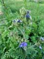 Polemonium caeruleum