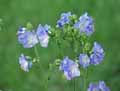 Polemoniaceae-Polemonium-foliosissimum-Polemoine.jpg