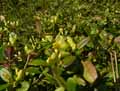 Polygala chamaebuxus