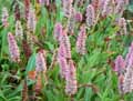 Polygonaceae-Bistorta-affinis-Polygonum-affine-Persicaria-affinis-Renouee-affine-Persicaire-affine.jpg