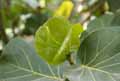 Polygonaceae-Coccoloba-uvifera-Raisinnier-bord-de-mer-Raisin-marine.jpg