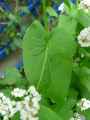 Fagopyrum esculentum