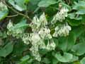 Fallopia aubertii, Polygonum aubertii