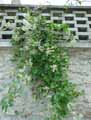 Fallopia aubertii, Polygonum aubertii