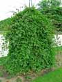 Fallopia aubertii, Polygonum aubertii