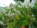 Fallopia dumetorum, Polygonum dumetorum