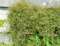 Polygonaceae-Muehlenbeckia-complexa-Muehlenbeckie.jpg