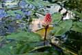 Polygonaceae-Polygonum-amphibium-Renouee-amphibie-Renouee-aquatique-Persicaire-amphibie.jpg