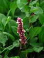 Polygonaceae-Polygonum-bistorta-Polygonum-persicaria-Persicaria-bistorta-Bistorte-Renouee-bistorte-Langue-de-boeuf-Serpentaire-Pied-rouge-Fer-a-cheval.jpg