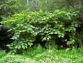 Reynoutria japonica, Polygonum japonicum, Polygonum cuspidatum, Fallopia japonica