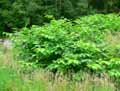 Reynoutria japonica, Polygonum japonicum, Polygonum cuspidatum, Fallopia japonica