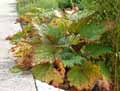 Rheum palmatum