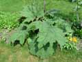 Rheum palmatum