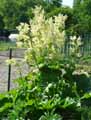 Rheum rhabarbarum