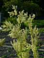 Rheum rhabarbarum