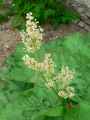 Rheum rhabarbarum