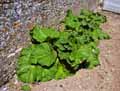 Rheum rhabarbarum