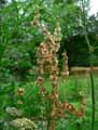 Polygonaceae-Rumex-acetosa-Oseille-commune-Grande-Oseille-Oseille-Epinard.jpg