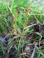Polygonaceae-Rumex-acetosella-Oseille-des-pres-Rumex-oseille-Surette-Vinette-Petite-Oseille.jpg