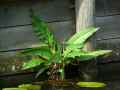 Polygonaceae-Rumex-aquaticus-Rumex-aquatique-20131128071615.jpg