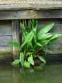 Rumex aquaticus