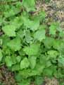 Polygonaceae-Rumex-maderensis-Oseille-de-Madere.jpg