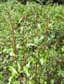 Rumex obtusifolius