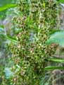 Rumex obtusifolius