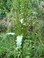 Rumex obtusifolius