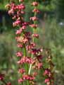 Polygonaceae-Rumex-obtusifolius-Rumex-a-feuilles-obtuses-Patience-a-feuilles-obtuses.jpg