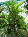 Polygonaceae-Triplaris-brasiliana-Triplaris.jpg
