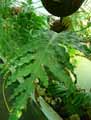 Aglaomorpha heraclea