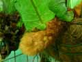 Aglaomorpha sp.