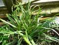 Polypodiaceae-Dictymia-mettenii-Dyctimia.jpg