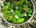 Polypodiaceae-Drymoglossum-heterophyllum-Drymoglossum.jpg