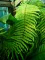 Goniophlebium subauriculatum
