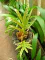 Polypodiaceae-Lepisorus-thunbergianus-Lepisorus-thunbergianus.jpg
