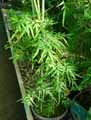 Polypodiaceae-Lygodium-japonicum-Lygodium-6199.jpg