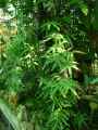 Lygodium japonicum
