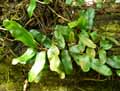 Microgramma lycopodioides, Polypodium lycopodioides