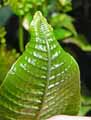 Microsorum musifolium Crocodyllus