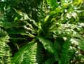 Polypodiaceae-Microsorum-musifolium-Crocodylus-Fougere-crocodile.jpg